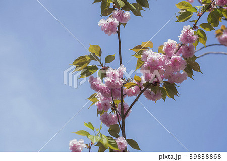 八重桜 39838868