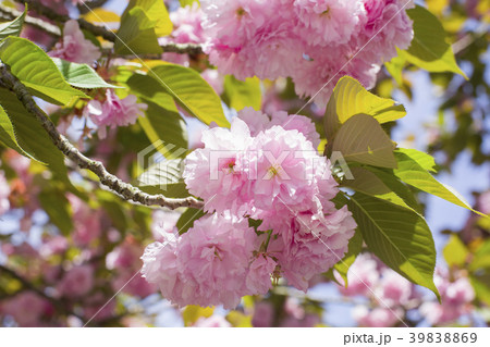 八重桜 39838869