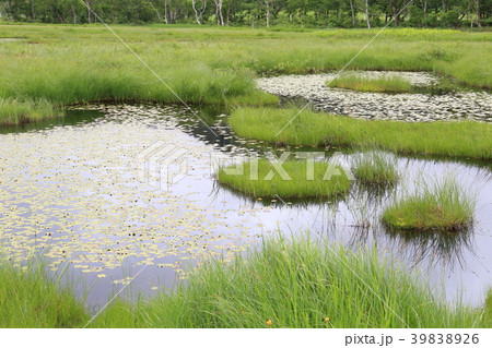 夏の尾瀬ヶ原 池塘 夏の尾瀬ヶ原 池塘 39838926