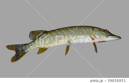 Predatory fish pike. 39838951