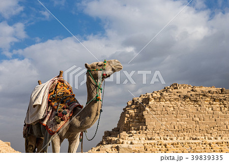 Camel on Giza Pyramids background in Egypt Camel on Giza Pyramids background in Egypt 39839335
