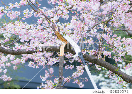 桜枝の伐採_2018.04.03 39839575