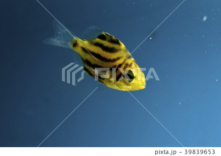 カゴカキダイ稚魚 カゴカキダイ稚魚 39839653