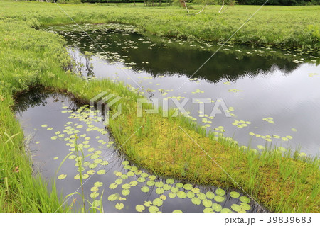 夏の尾瀬ヶ原 池塘 39839683