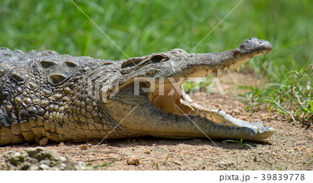 Crocodile in National park of Kenya, Africa 39839778