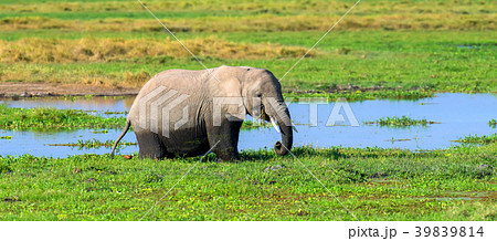 Elephant in water. National park of Kenya Elephant in water. National park of Kenya 39839814