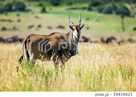 Greater kudu (Tragelaphus strepsiceros) 39839825