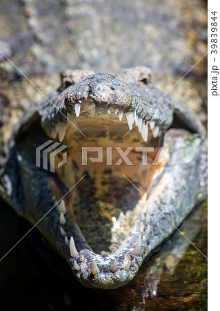 Crocodile in National park of Kenya, Africa 39839844