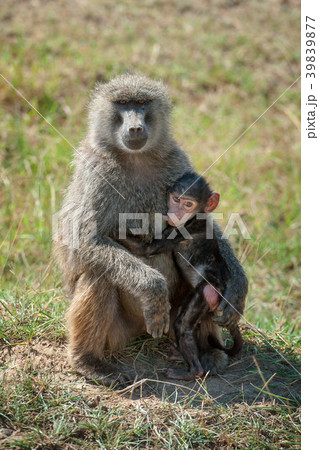Baboon in National park of Kenya Baboon in National park of Kenya 39839877
