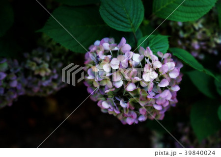 紫陽花 紫陽花 39840024