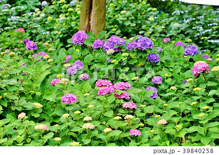 あじさい咲く公園 39840258