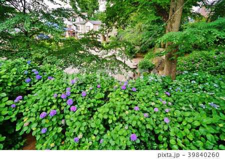あじさい咲く公園 39840260