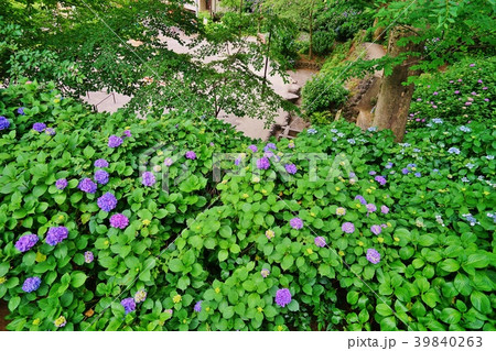 あじさい咲く公園 39840263