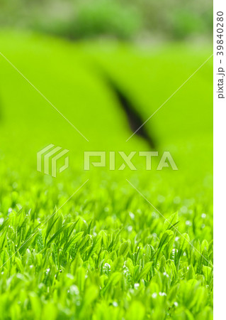新緑の茶畑 39840280