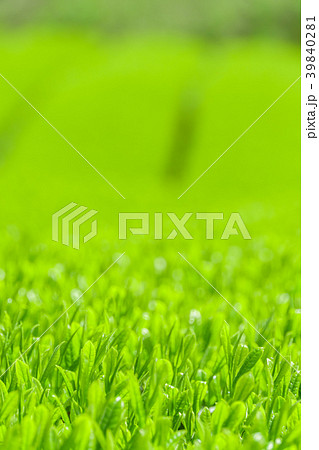 新緑の茶畑 新緑の茶畑 39840281