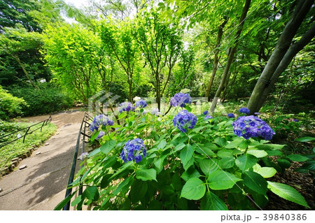 あじさい咲く公園 39840386
