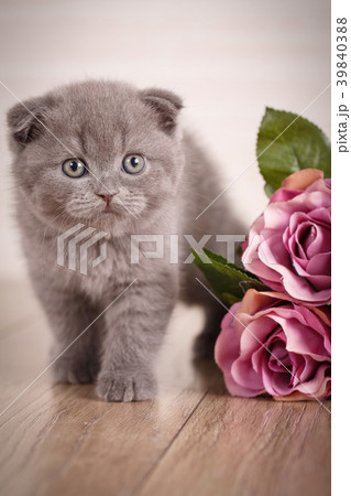 Little playful Scottish kitten playing with flofer 39840388