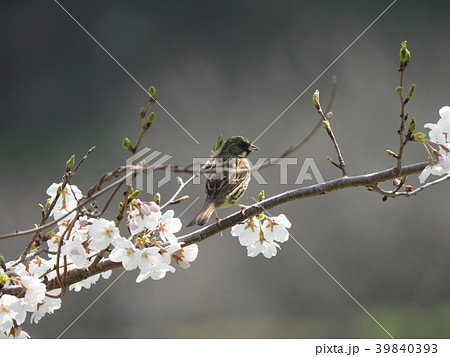 あおじ・桜 あおじ・桜 39840393
