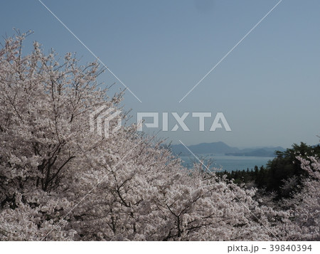 桜・風景 桜・風景 39840394