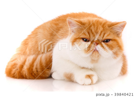 Portrait of Red White Exotic Cat. 39840421