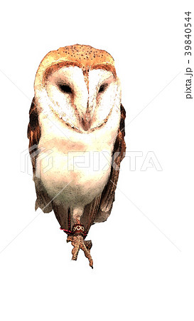 フクロウ ふくろう 梟 39840544