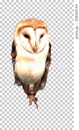 フクロウ ふくろう 梟 39840544