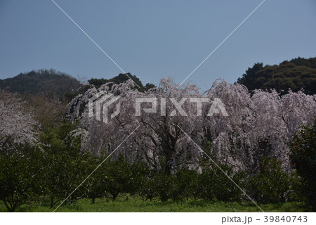 シダレ桜とミカン畑 シダレ桜とミカン畑 39840743