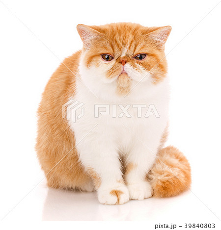 Exotic shorthair cat, , sitting 39840803