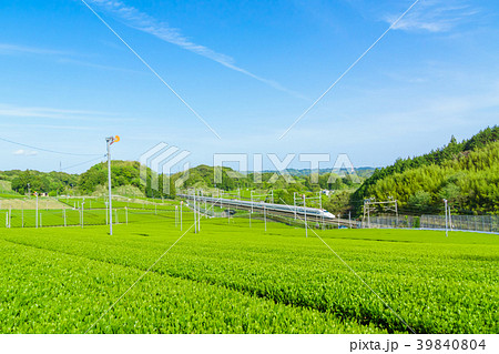 新緑の茶畑と新幹線　青空 39840804