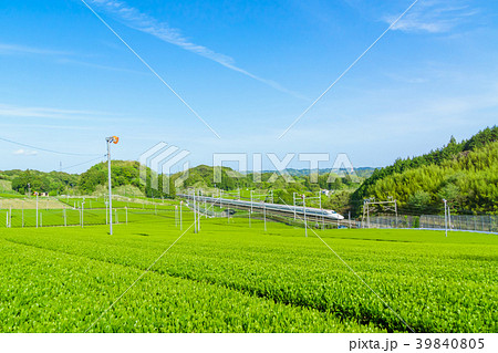 新緑の茶畑と新幹線　青空 39840805