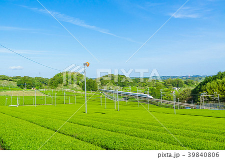 新緑の茶畑と新幹線　青空 39840806