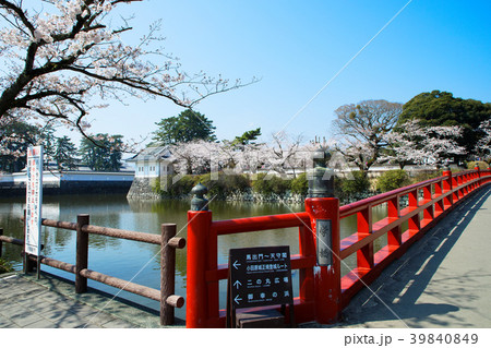 小田原城の赤い学橋と満開の桜　 39840849