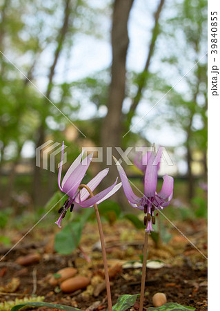 カタクリの花 清水山の森 カタクリの花 清水山の森 39840855