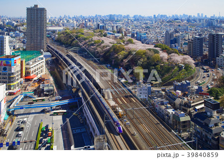 飛鳥山の満開の桜と新幹線 飛鳥山の満開の桜と新幹線 39840859