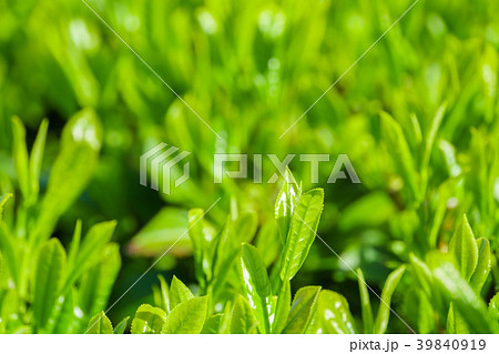 新緑の茶畑 39840919