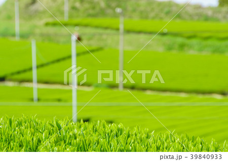 新緑の茶畑 39840933