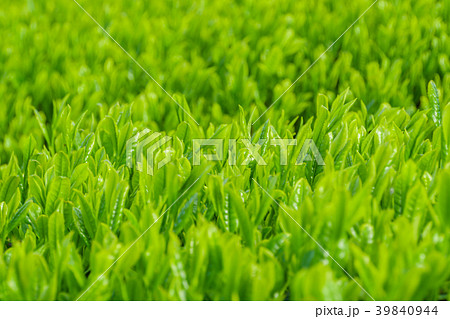 新緑の茶畑 39840944