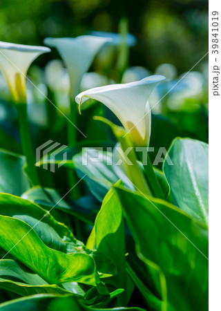 台北 台北市 タイペイ 39841019