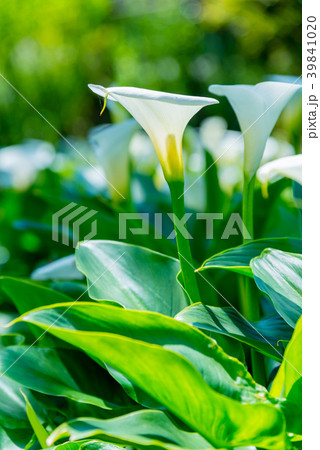 台北 台北市 タイペイ 39841020