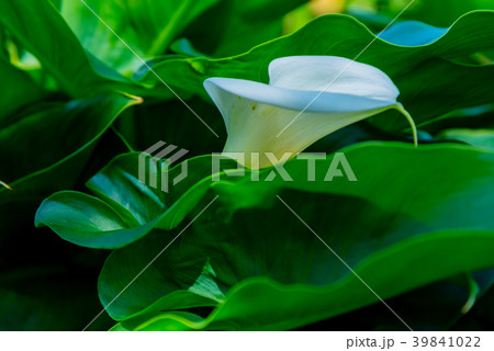 台北 台北市 タイペイ 39841022