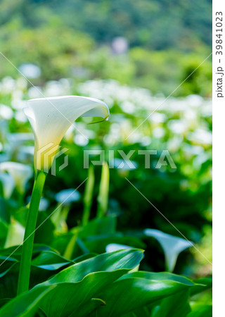 台北 台北市 タイペイ 39841023