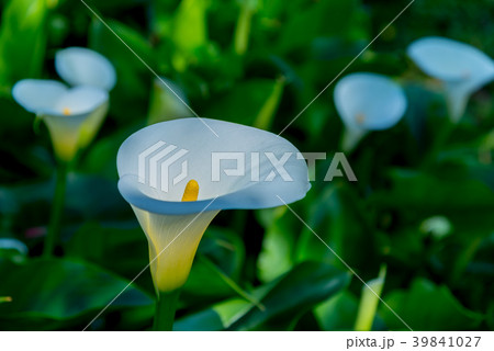 台北 台北市 タイペイ 39841027