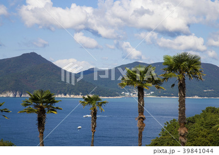 海 風景 ヤシの木 39841044