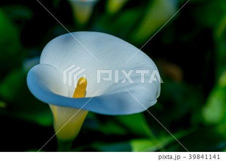 台北 台北市 タイペイ 39841141