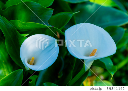 台北 台北市 タイペイ 39841142