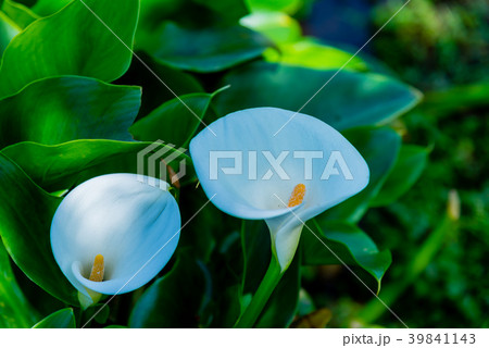 台北 台北市 タイペイ 39841143