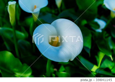 台北 台北市 タイペイ 39841145