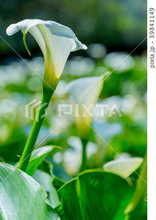 台北 台北市 タイペイ 39841149