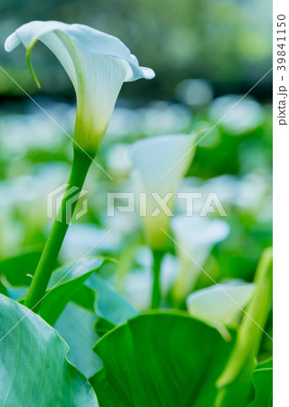 台北 台北市 タイペイ 39841150