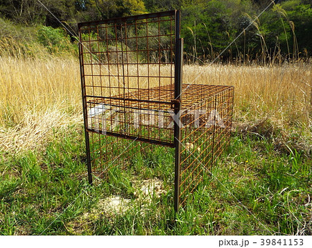 箱わなでイノシシやニホンジカを捕獲します 39841153